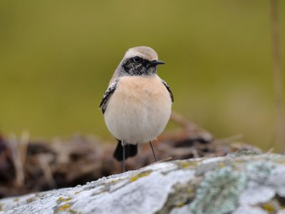 Oenanthe deserti, Desert Wheatear, kenstenskvtta