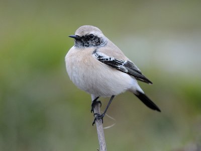 Oenanthe deserti, Desert Wheatear, kenstenskvtta