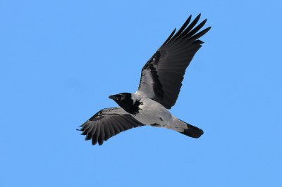 Corvus corone