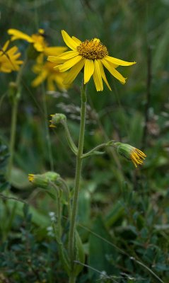 Arnica montana, Slttergubbe