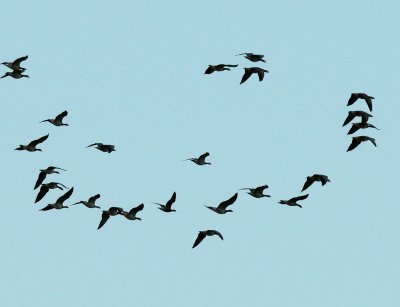 Branta ruficollis, Red-breasted Goose, Rdhalsad gs