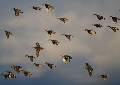 Anas platyrhynchos, Mallard, Grsand