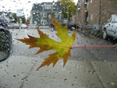 leafCarWindow.jpg