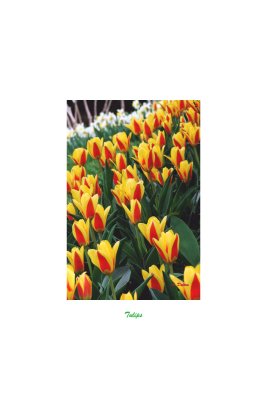 Tulips In A Border