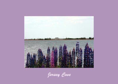  Lupins At Jersey Cove