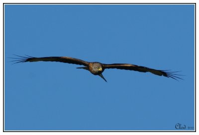 Milan royal - Red kite