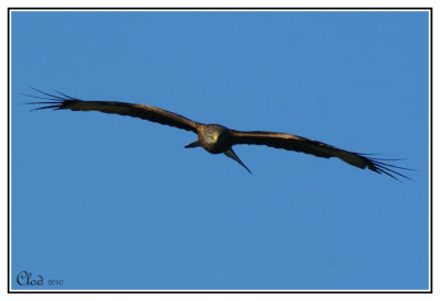 Milan royal - Red kite