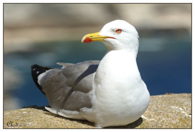 Goland leucophe