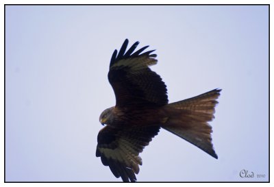 Milan royal - Red kite