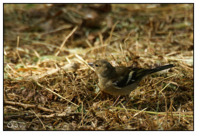 Pinson des arbres femelle