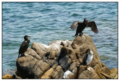 Cormorans hupps