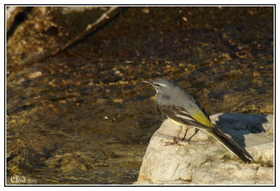 Bergeronnette des ruisseaux