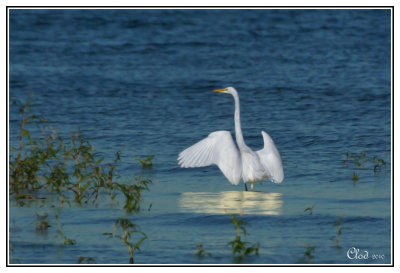 Grande aigrette