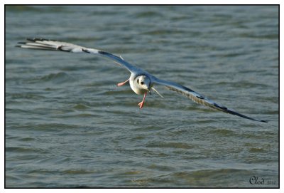 Mouette de Bonaparte