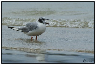 Mouette de Bonaparte