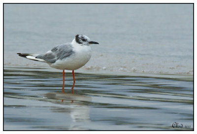 Mouette de Bonaparte