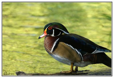 Canard branchu