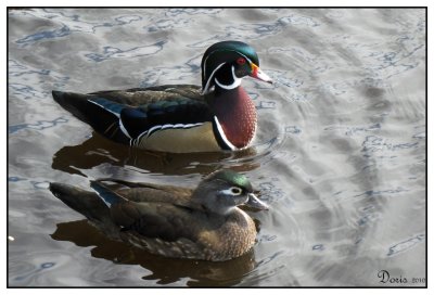 Couple de canards branchu