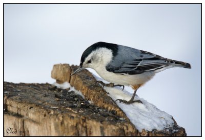 Sittelle  poitrine blanche - White-breasted Nuthatch