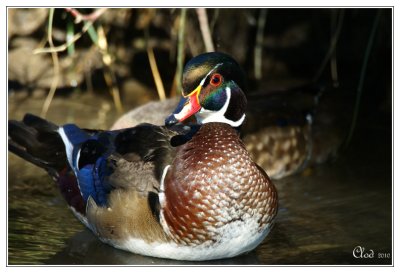 Canard branchu