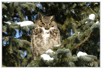 Grand duc d'Amérique - Great horned owl