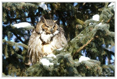 Grand duc d'Amrique - Great horned owl