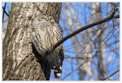 Chouette raye - Barred owl