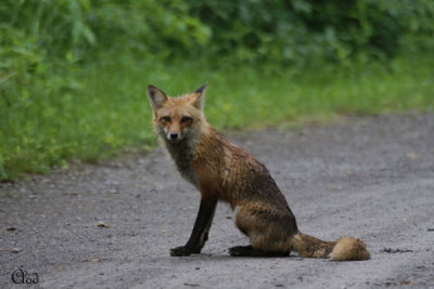 Renard roux - Red Fox