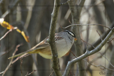 Bruant  couronne blanche - White-Crowned Sparrow