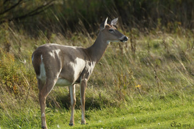 Cerf de Virginie - White-tailed deer