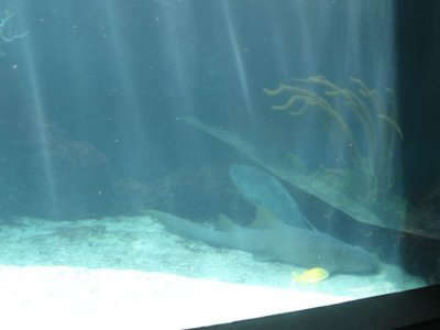 IMG_0701.JPG
