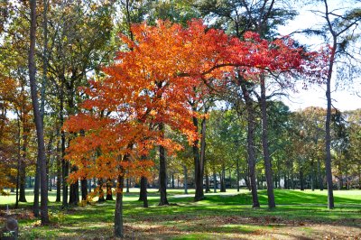 DSC_0188.JPG