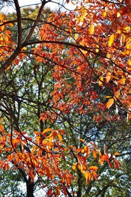 DSC_0190.jpg
