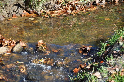 DSC_0207.JPG