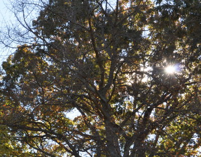 DSC_0210.JPG