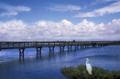 White Egret