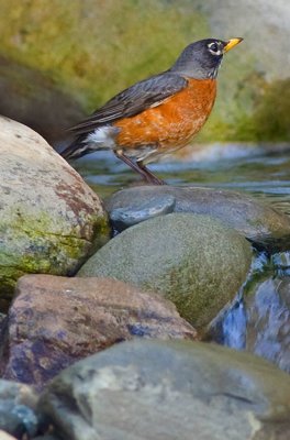 American Robin