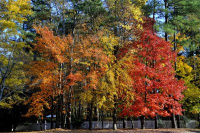 Fall 2010 in Chapel Hill