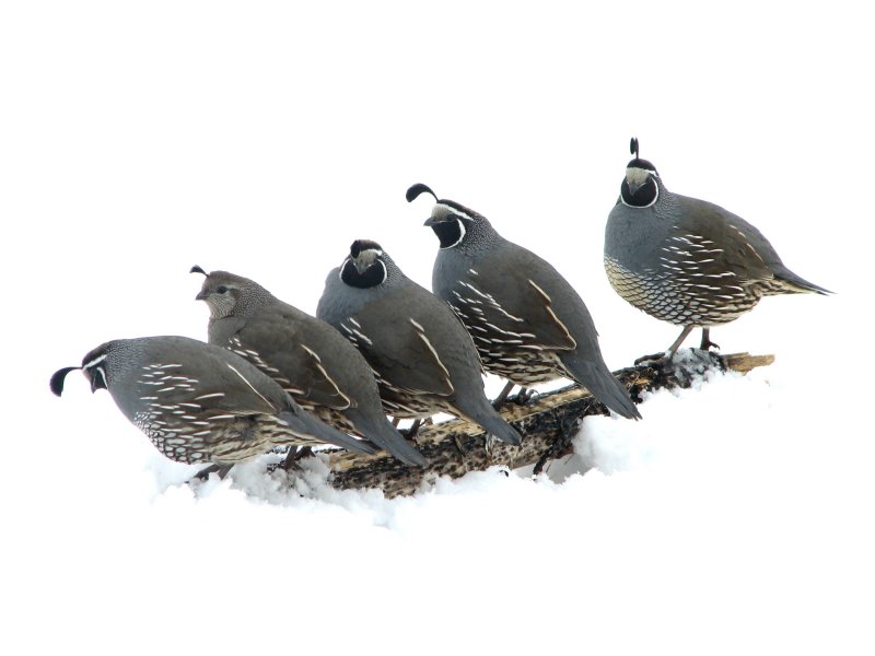 003.JPG California quail