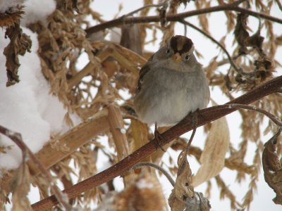 011 White-crowned sparrow.JPG