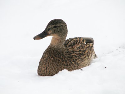 057 Mallard duck female.JPG