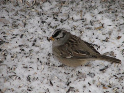 096 White-crowned sparrow.JPG