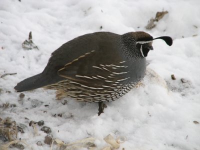 137 California quail male.JPG