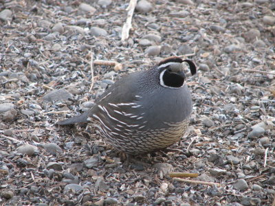 002.JPG California quail, male