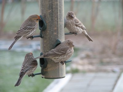 004.JPG House wrens on feeder