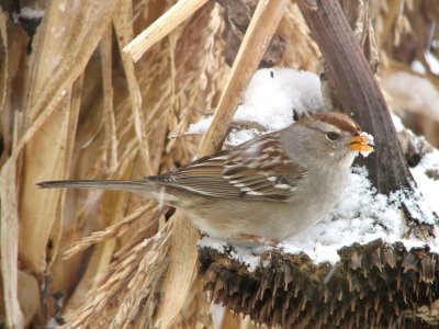 010 White-crowned sparrow.JPG