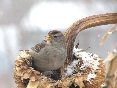 048 _1White-crowned sparrow.jpg