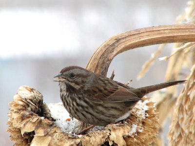 059_1 Song sparrow.jpg