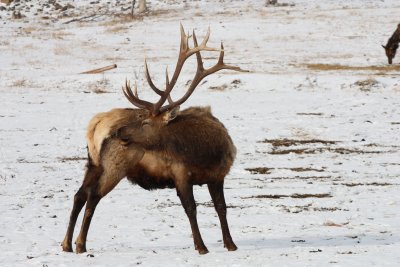 Elk and Deer