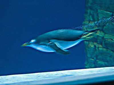 The diving penquin